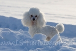 17 Prinzessin Lillifee